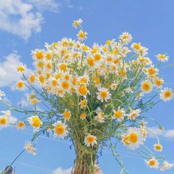 ふみなpicture
